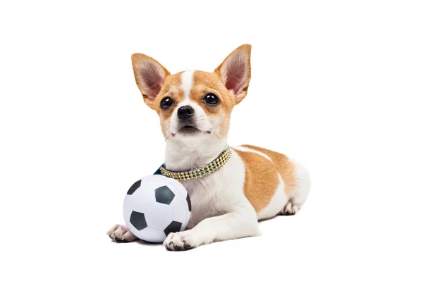 Pomeranian σκύλος, νέος puppy, ξαπλώνει με ποδοσφαίρου — Φωτογραφία Αρχείου