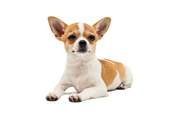 Pomeranya köpeği, genç köpek yavrusu, yalan — Stok fotoğraf