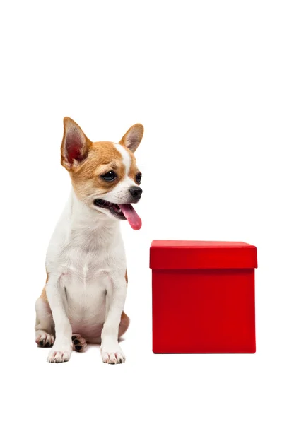 Pomeranian σκύλος δίπλα από ένα κόκκινο πλαίσιο παρόντες — Φωτογραφία Αρχείου