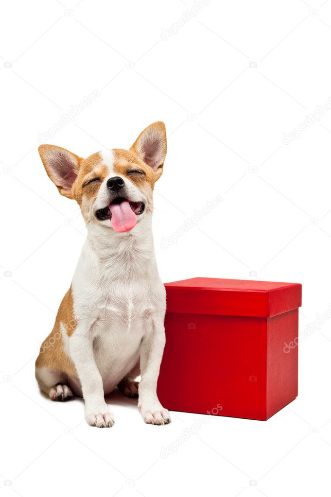 Resultado de imagem para cachorro do lado de uma caixa