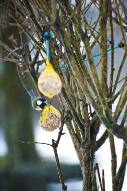 Kış aylarında insan yapımı gıda kaynağından besleyen kuş