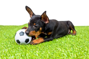 Genç köpek yavrusu, futbol ile yalan
