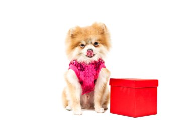 Pomeranian köpek yanında kırmızı bir hediye kutu