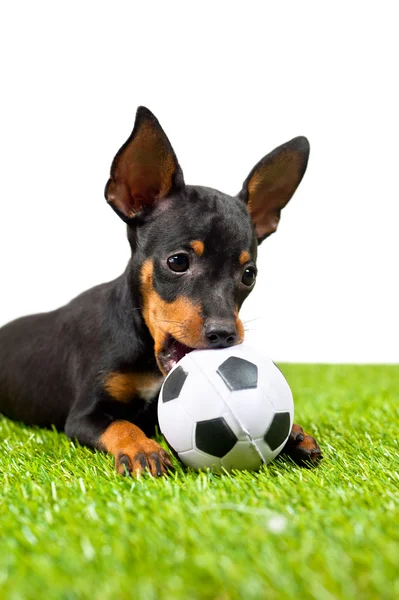 stock image Young puppy, lies down with football