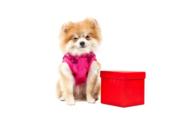 赤のプレゼント ボックスの横にあるポメラニアン犬 — ストック写真