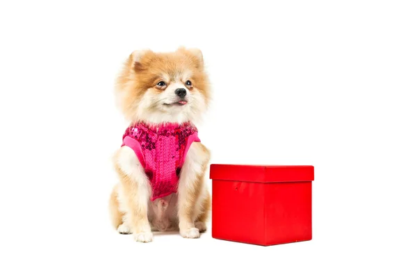 Pomeranian hund bredvid en röd närvarande ruta — Stockfoto