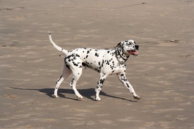 Dalmaçya köpeği