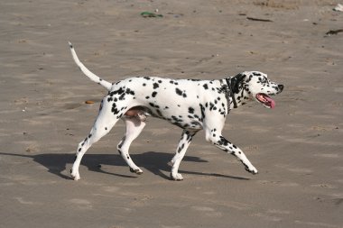 Dalmaçyalı köpek yürüyüş