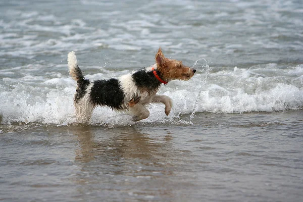Terrier in the sea — Stock Photo, Image