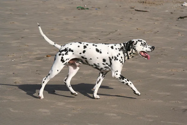 Dalmatyńczyk pies spacer — Zdjęcie stockowe