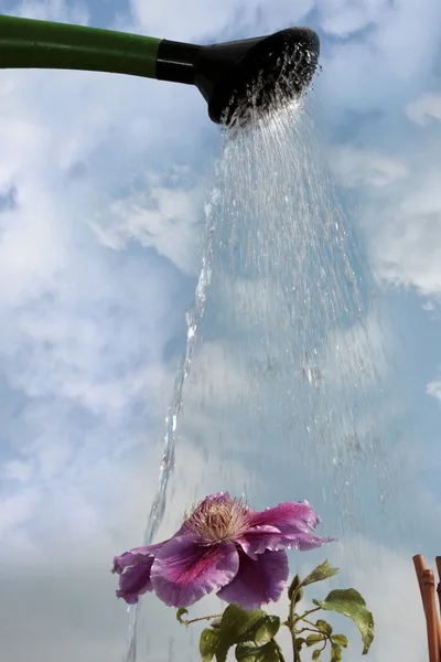 Цветок Клематис поливается небом — стоковое фото