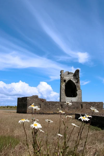 Carrigafoyle 城堡塔与雏菊 — 图库照片