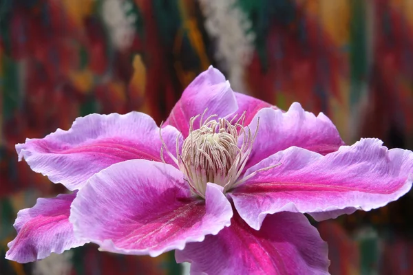 stock image Clematis flower with colourful background