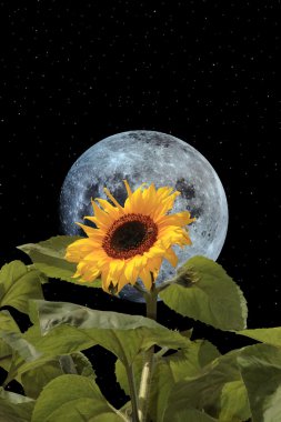 Sunflower bee and moon with night sky clipart