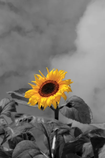 Velké slunečnice a obloha — Stock fotografie