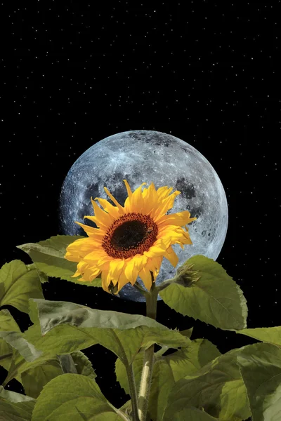 Abeja girasol y luna con cielo nocturno — Foto de Stock