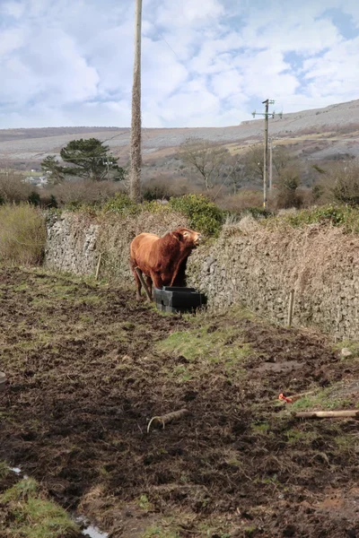 Красный бык в поле — стоковое фото