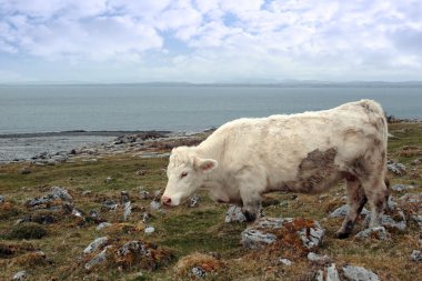 Irish cattle grazing on the burren pasture clipart