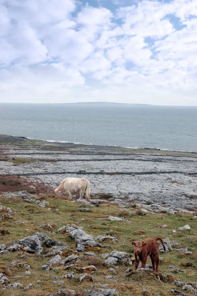 Burren mera üzerinde otlatma sığır — Stok fotoğraf