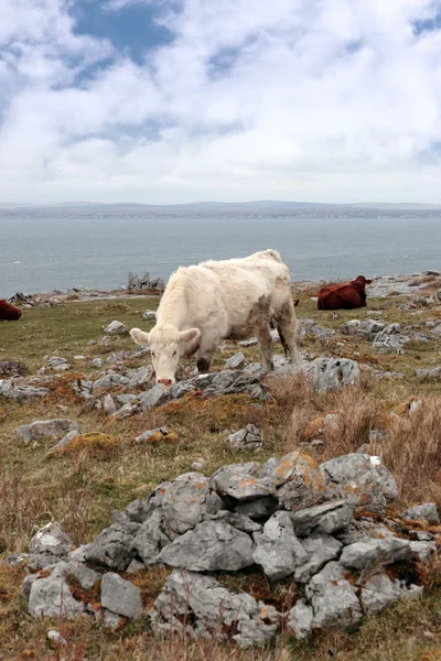 Burren üzerinde otlatma sığır — Stok fotoğraf