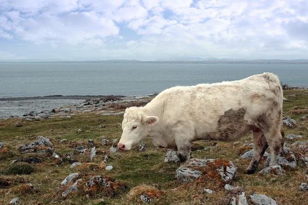 stock image Irish cattle grazing on the burren pasture