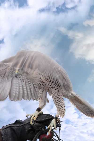 Falcon landar på en behandskade hand — Stockfoto