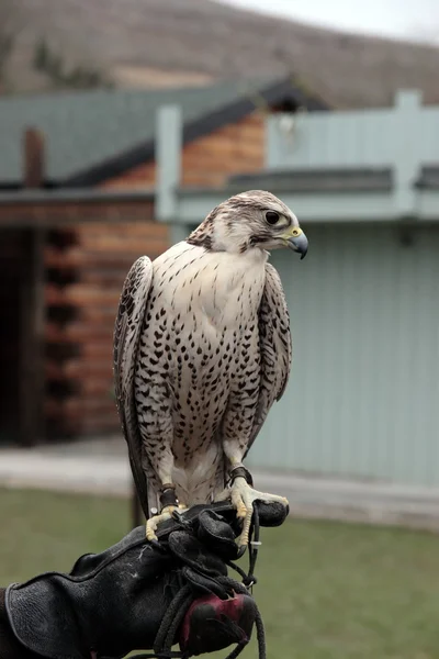 Falke hockt auf behandschuhter Hand — Stockfoto