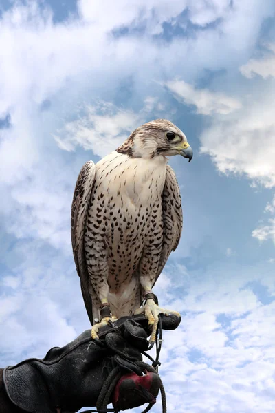 Falco appollaiato su guanto di pelle — Foto Stock