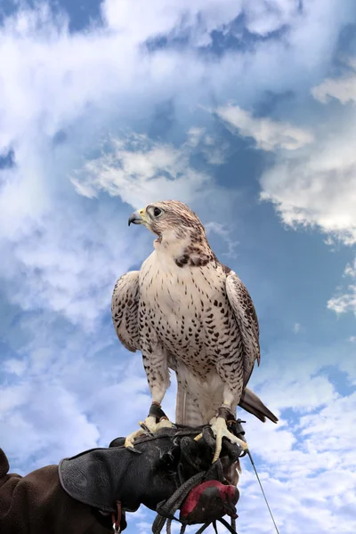 Falco appollaiato sulla mano guantata in pelle — Foto Stock