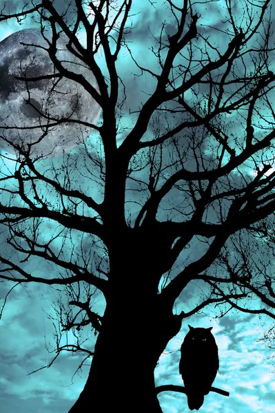 Búho encaramado en el árbol antiguo en la noche de luna — Foto de Stock