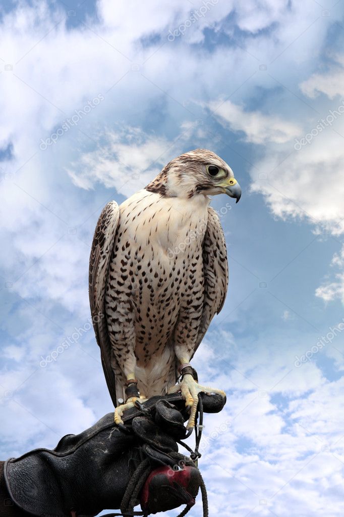 Falcon perched on leather glove