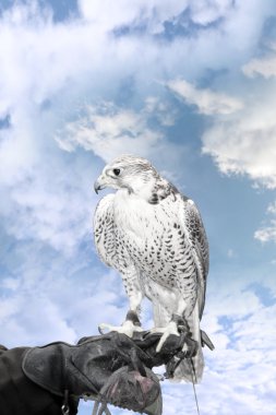 Falcon perched on trainers hand clipart