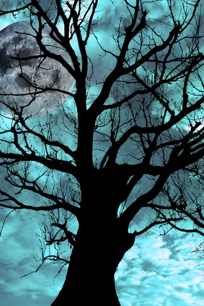Древнее дерево в лунную ночь — стоковое фото