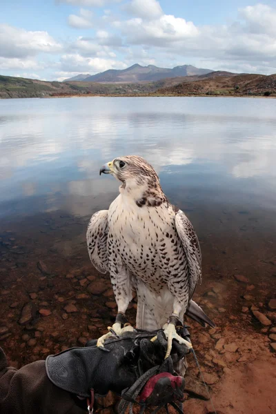 Falco appollaiato sulla mano guantata con scena del lago — Foto Stock