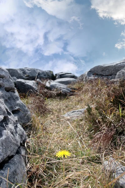 Burren sarı çiçek bitki yaşam — Stok fotoğraf