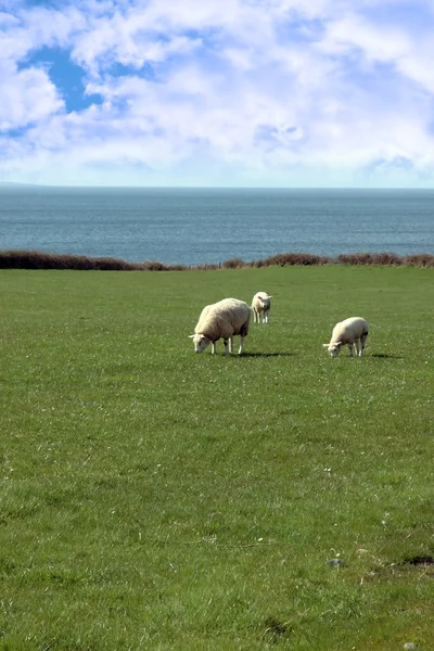 Sheep and lamb grazing on coastline — Stock Photo, Image