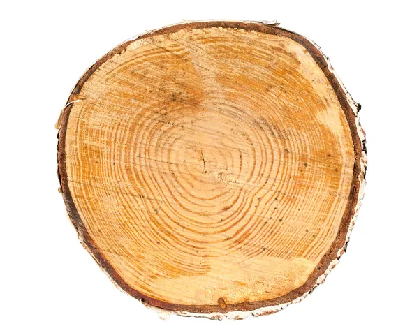 Διατομή κορμού δένδρου — Φωτογραφία Αρχείου