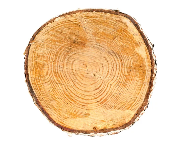 Sección transversal del tronco del árbol Imágenes de stock libres de derechos