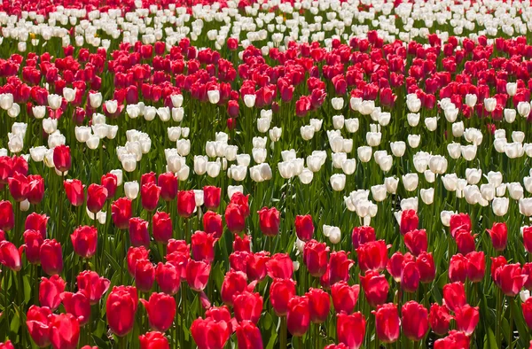 Rote und weiße Tulpe Blume Hintergrund — Stockfoto