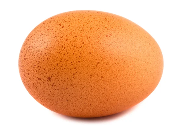 Brown chicken egg Stock Image