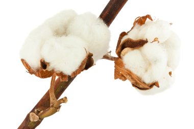 Cotton plant with bolls clipart