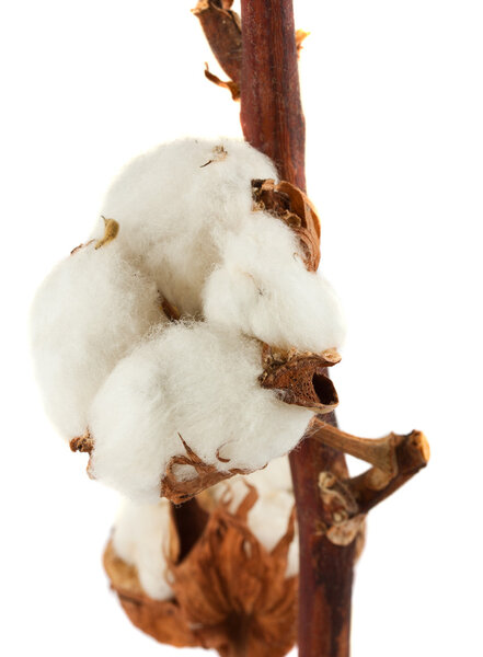 Cotton plant with bolls