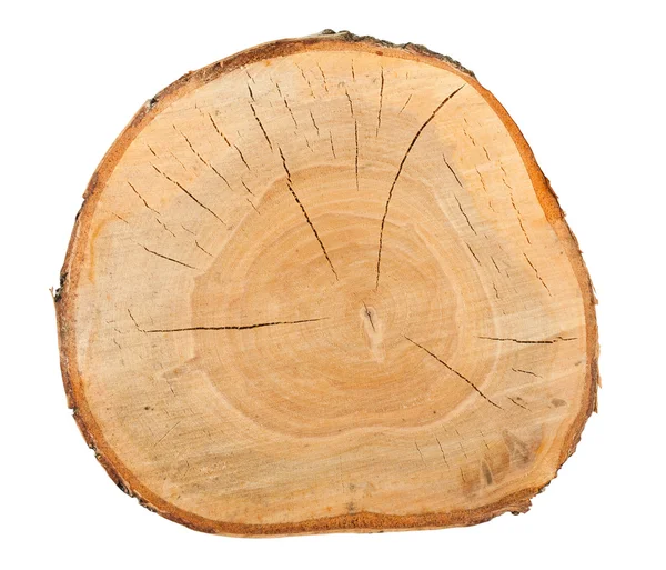 Top view of a birch stump — Stock Photo, Image