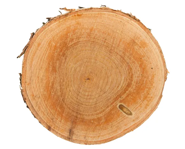 Δέντρο κούτσουρο κάτοψη — Φωτογραφία Αρχείου