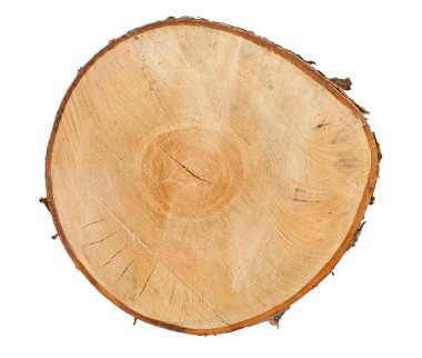 Tree stump top view clipart