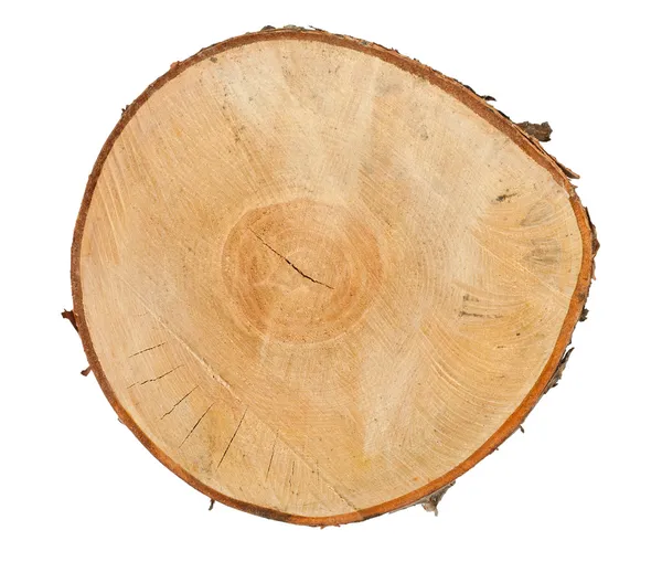 Tree stump top view — Stock Photo, Image