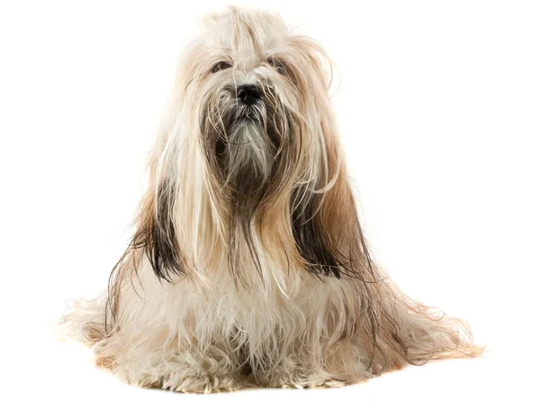 Lindo perro Lhasa Apso —  Fotos de Stock