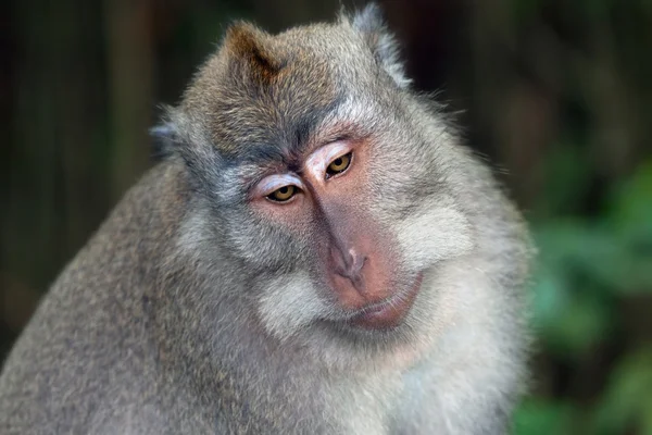 stock image Monkey