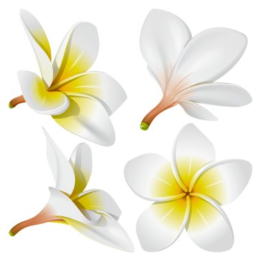 Hawaiian necklace flowers clipart