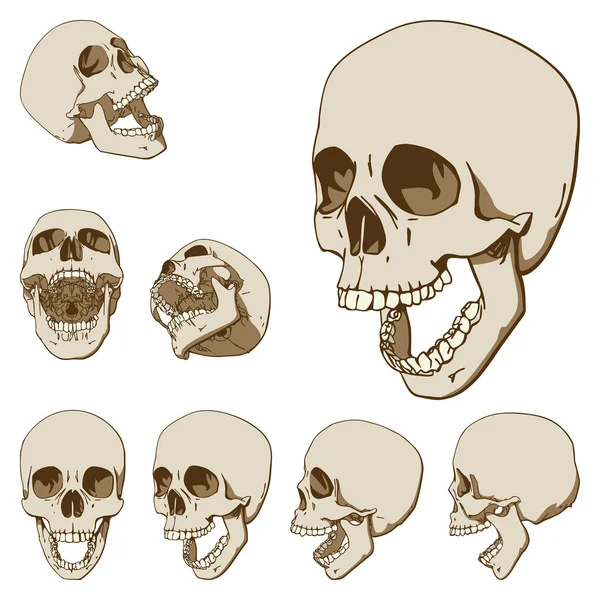 Ensemble de sept crânes — Image vectorielle